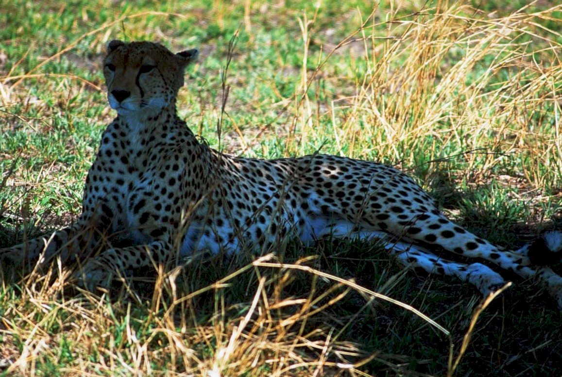 cheetah grass savanna1980s 1990s A4 Photo Print