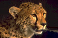 cheetah portrait spots 1980s 1990s A4 Photo Print