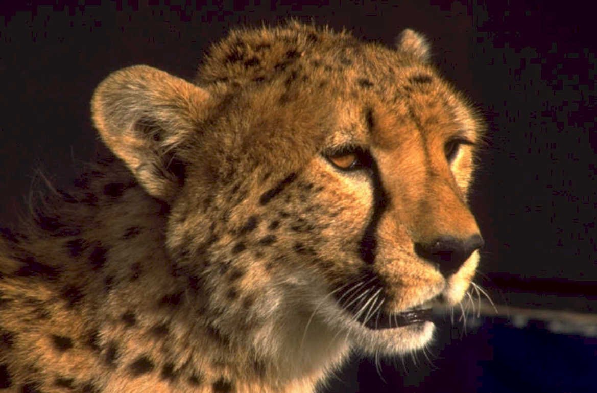 cheetah portrait spots 1980s 1990s A4 Photo Print