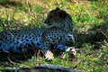 cheetah resting savanna1980s 1990s A4 Photo Print