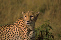 cheetah savanna closeup 1980s 1990s A4 Photo Print