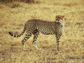 cheetah savanna grasses1980s 1990s A4 Photo Print