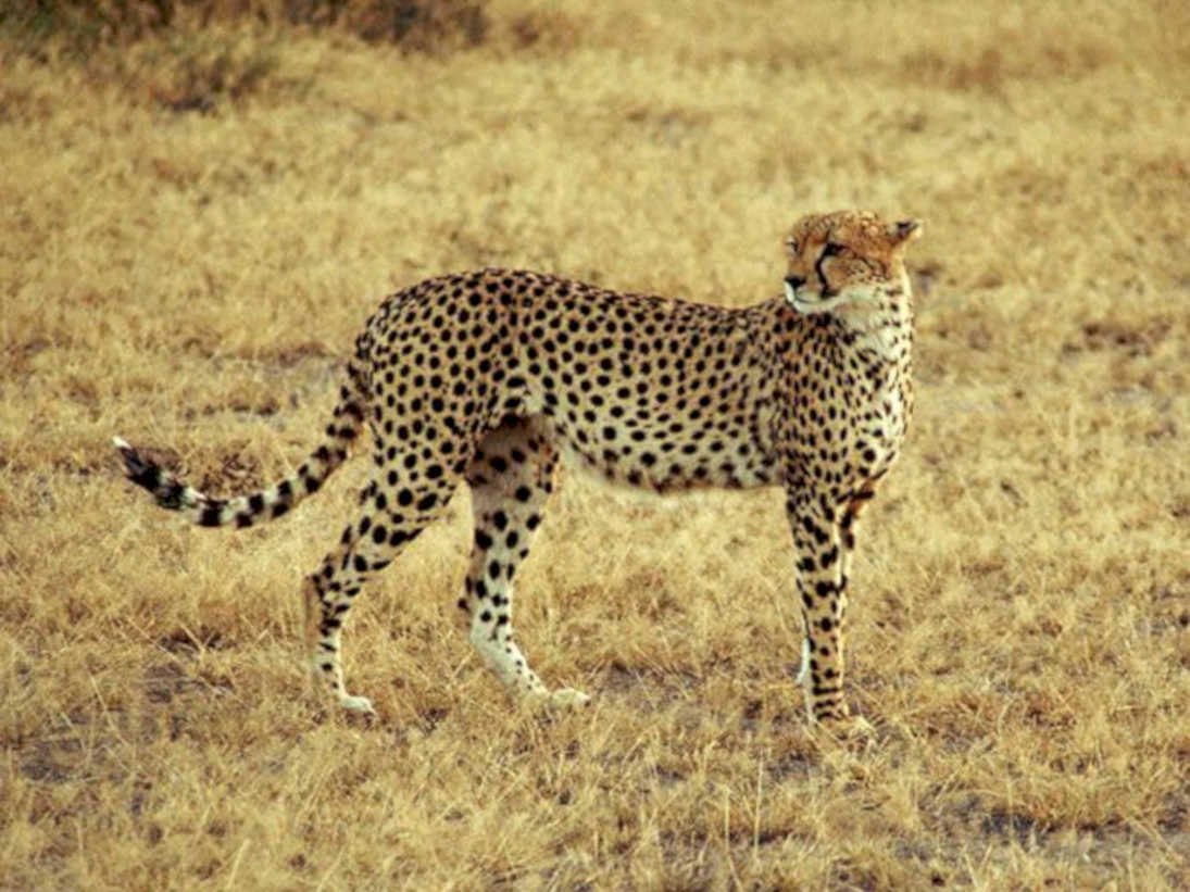 cheetah savanna grasses1980s 1990s A4 Photo Print