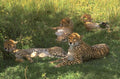 cheetahs grass savanna 1980s 1990s A4 Photo Print