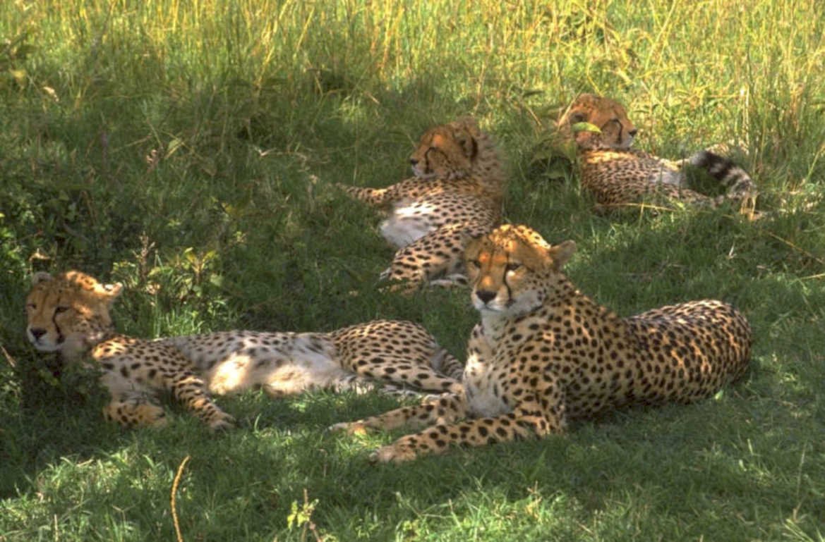 cheetahs grass savanna 1980s 1990s A4 Photo Print