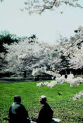 cherry blossom men1980s 1990s A4 Photo Print