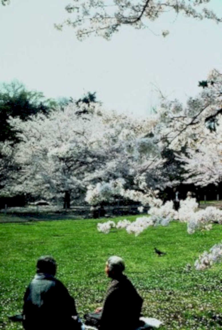 cherry blossom men1980s 1990s A4 Photo Print