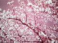 cherry blossom tree1980s 1990s A4 Photo Print