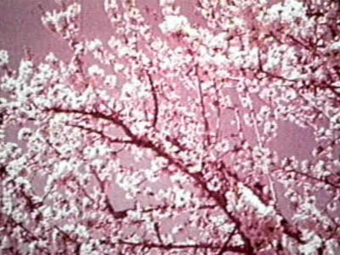 cherry blossom tree1980s 1990s A4 Photo Print