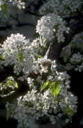 cherry blossoms branch 1980s 1990s A4 Photo Print