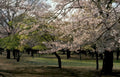 cherry blossoms central Vintage A4 Photo Print