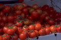 cherry tomatoes red 1980s 1990s A4 Photo Print