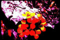 cherryblossoms spring abstract Vintage A4 Photo Print