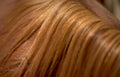 chestnut horse flank