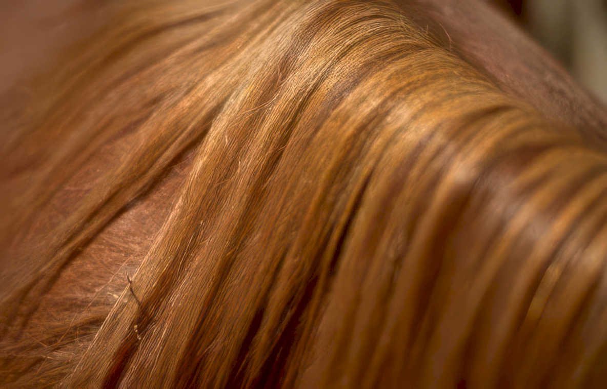 chestnut horse flank