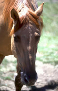 chestnut horse portrait Vintage A4 Photo Print
