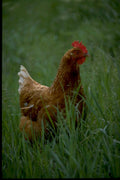 chicken grassland comb1980s 1990s A4 Photo Print