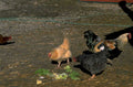 chickens rooster hen 1980s 1990s A4 Photo Print