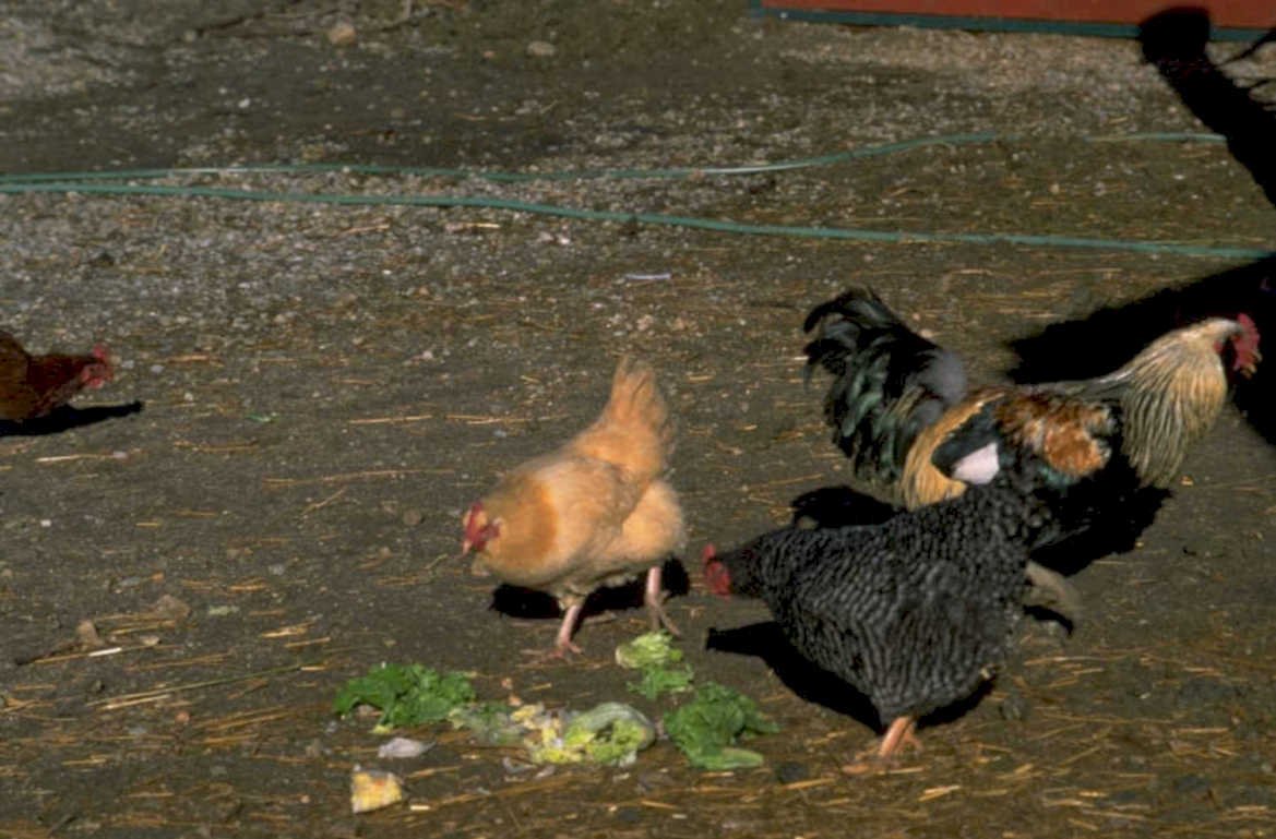 chickens rooster hen 1980s 1990s A4 Photo Print