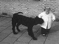 child dog play1980s 1990s A4 Photo Print
