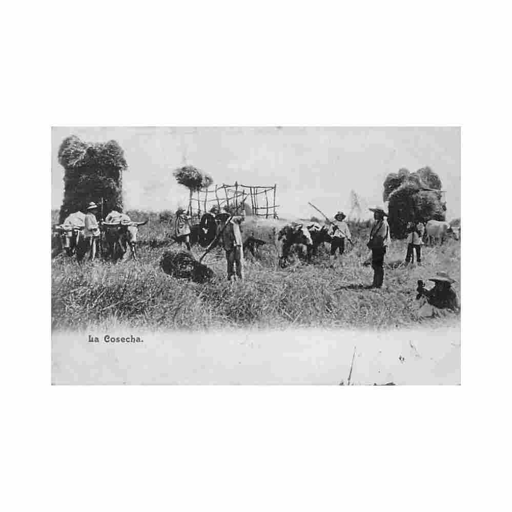 chile la cosecha ed desconocido Vintage A4 Photo Print