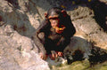 chimpanzee fruit rock 1980s 1990s A4 Photo Print