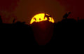 chimpanzees sunset serengeti Vintage A4 Photo Print