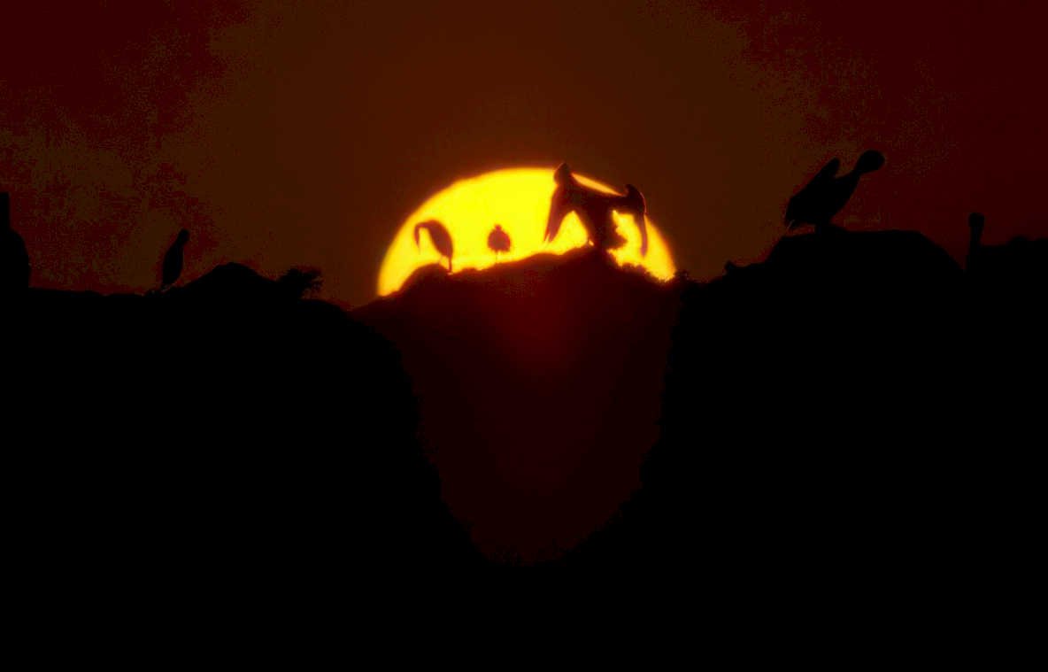 chimpanzees sunset serengeti Vintage A4 Photo Print