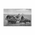 china beijing buffalo cart sincere co Vintage A4 Photo Print