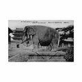 china mukden the stone elephant in front of the tyuon gate Vintage A4 Photo Print