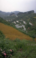 china rice terrace 1980s 1990s A4 Photo Print