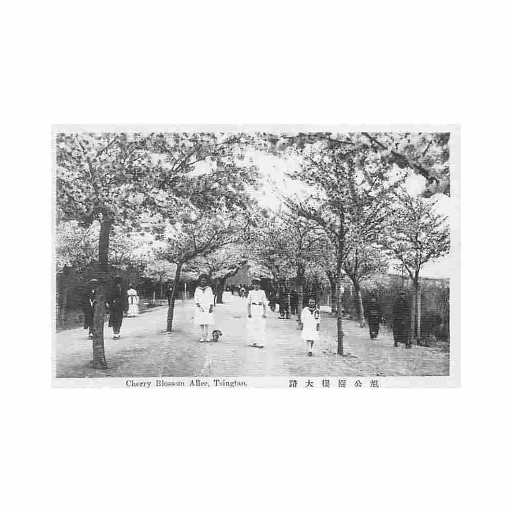 china tsingtao qingdao cherry blossom alley jtb Vintage A4 Photo Print