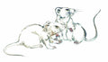 chinese master paintings animals c art a0212 A4 Photo Print