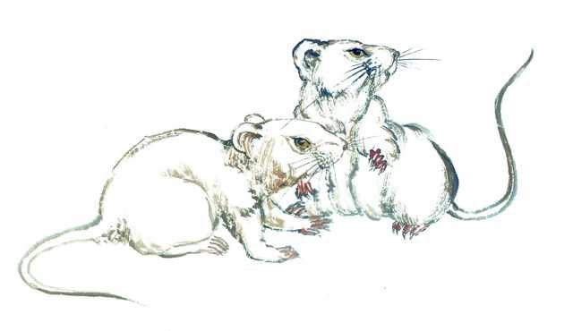 chinese master paintings animals c art a0212 A4 Photo Print