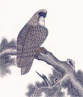 chinese master paintings animals c art a034 A4 Photo Print