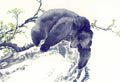 chinese master paintings animals c art a064 A4 Photo Print