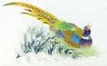 chinese master paintings birds floral c art b0105 A4 Photo Print