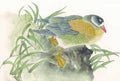 chinese master paintings birds floral c art b0111 A4 Photo Print