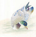 chinese master paintings birds floral c art b0122 A4 Photo Print