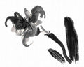 chinese master paintings birds floral c art b0288 A4 Photo Print