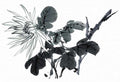 chinese master paintings birds floral c art b0331 A4 Photo Print
