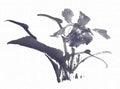 chinese master paintings birds floral c art b0347 A4 Photo Print