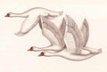 chinese master paintings birds floral c art b088 A4 Photo Print