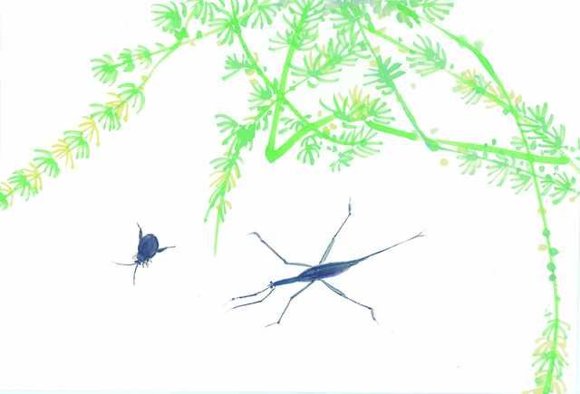chinese master paintings insects c art i02 A4 Photo Print