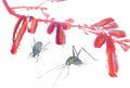 chinese master paintings insects c art i08 A4 Photo Print