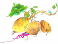 chinese master paintings vegetable fruits c art v014 A4 Photo Print