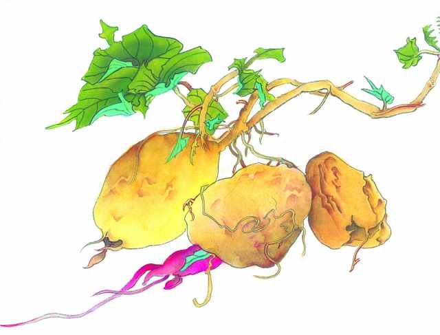 chinese master paintings vegetable fruits c art v014 A4 Photo Print
