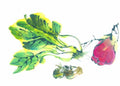 chinese master paintings vegetable fruits c art v026 A4 Photo Print