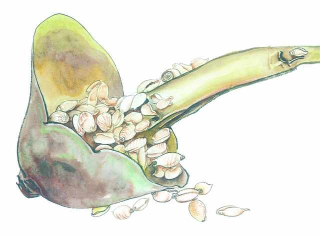 chinese master paintings vegetable fruits c art v04 A4 Photo Print