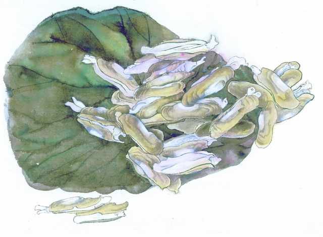 chinese master paintings vegetable fruits c art v050 A4 Photo Print